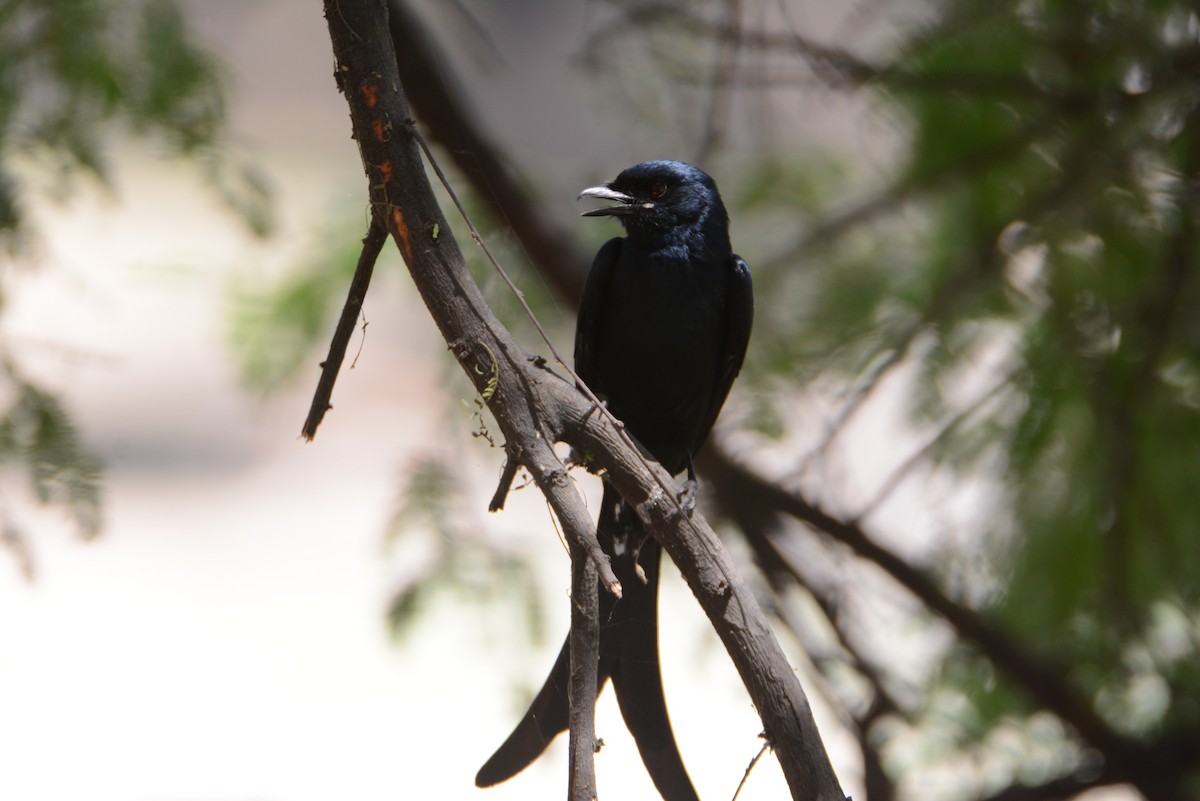 Black Drongo - ML540168151