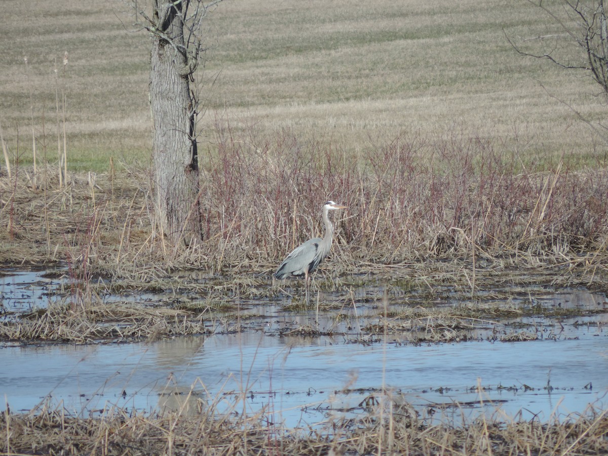 Great Blue Heron - ML54016911