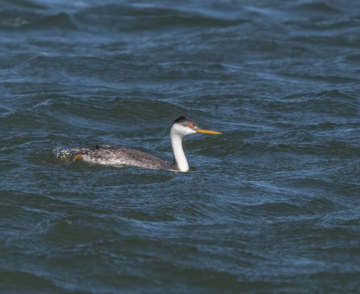 Western/Clark's Grebe - ML540169421