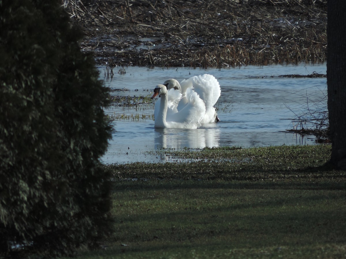 Mute Swan - ML54016951