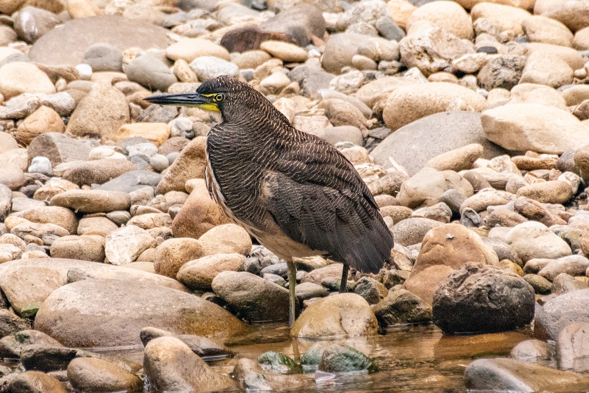 Fasciated Tiger-Heron - louis bijlmakers