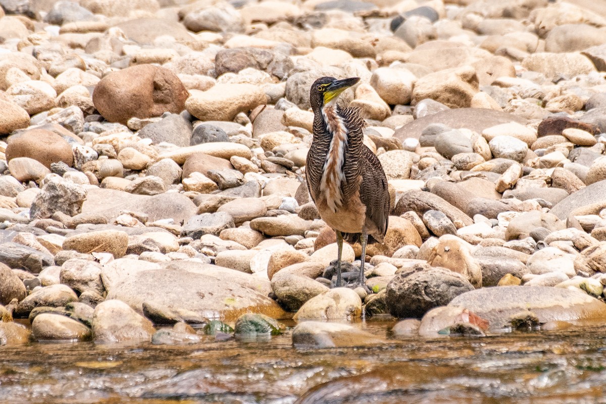 Fasciated Tiger-Heron - louis bijlmakers