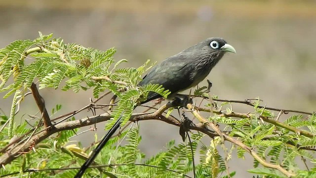 Blue-faced Malkoha - ML540171801