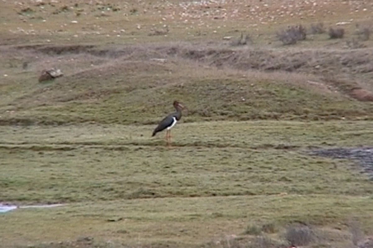 Black Stork - ML540172101