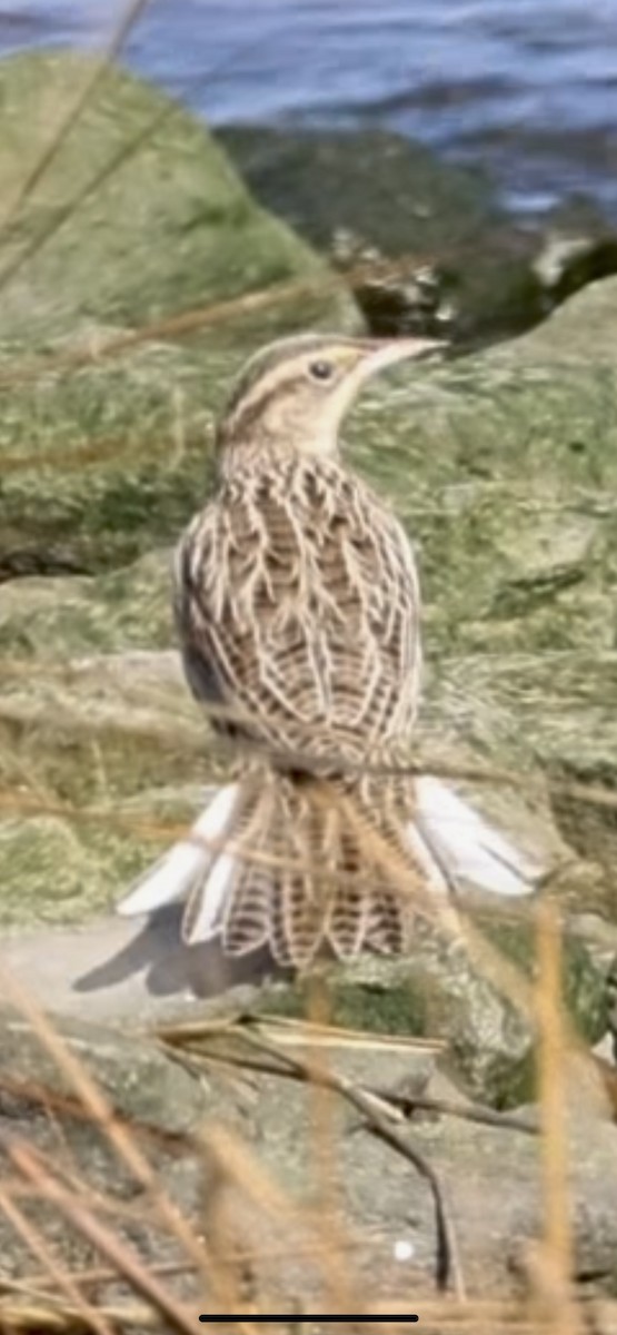 Western Meadowlark - Ryan Mandelbaum