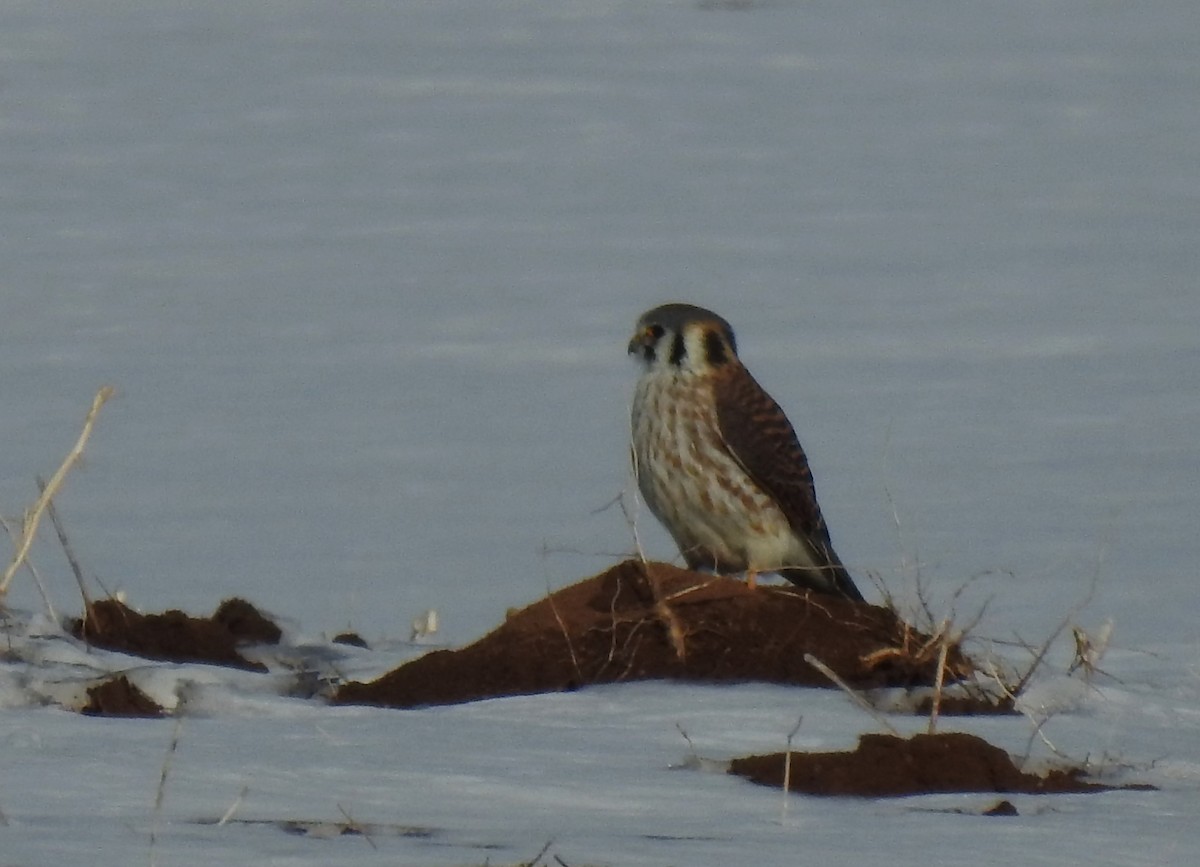 American Kestrel - ML540172301