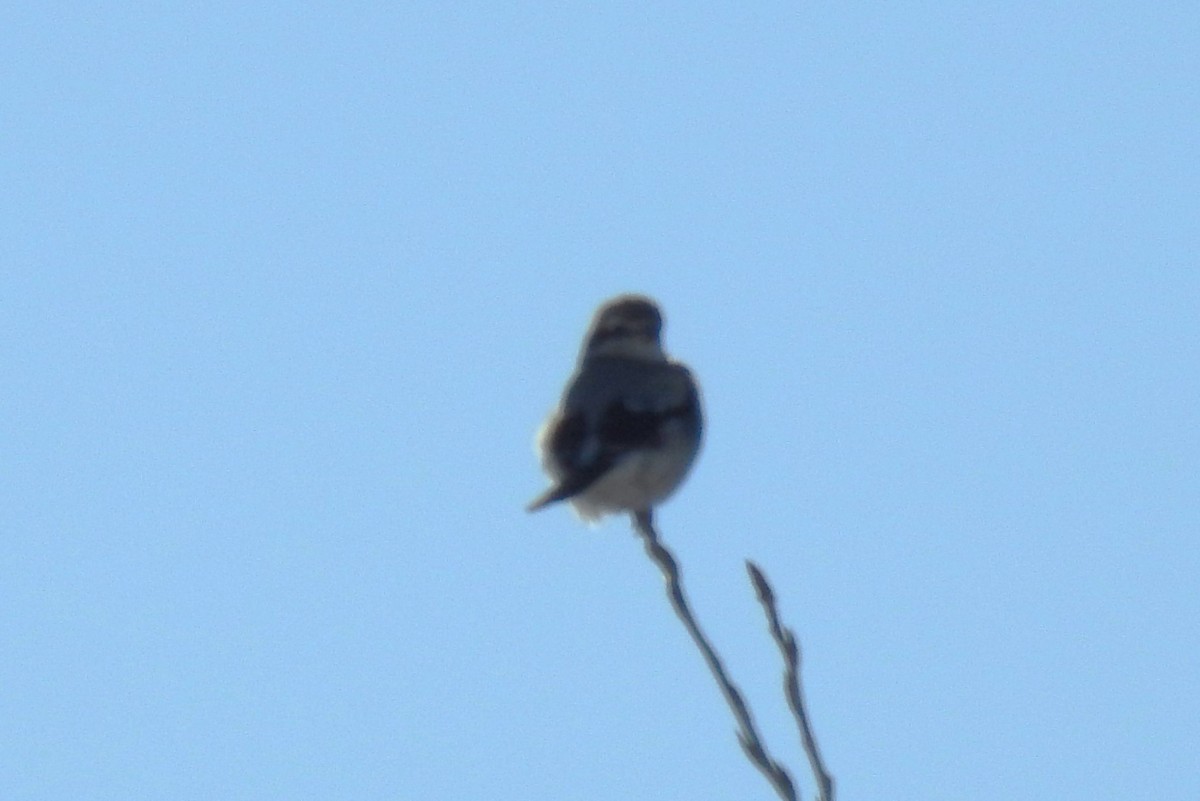 Northern Shrike - Mike Ellery