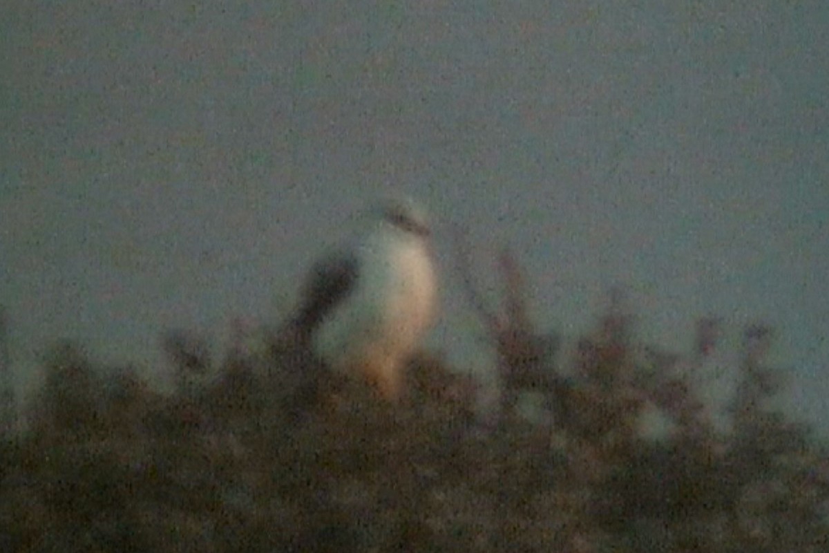 luněc šedý (ssp. caeruleus) - ML540172401