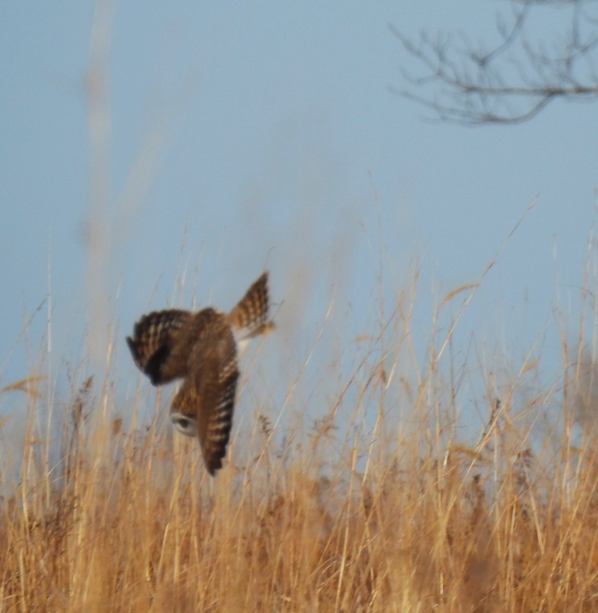 Short-eared Owl - Mike Ellery