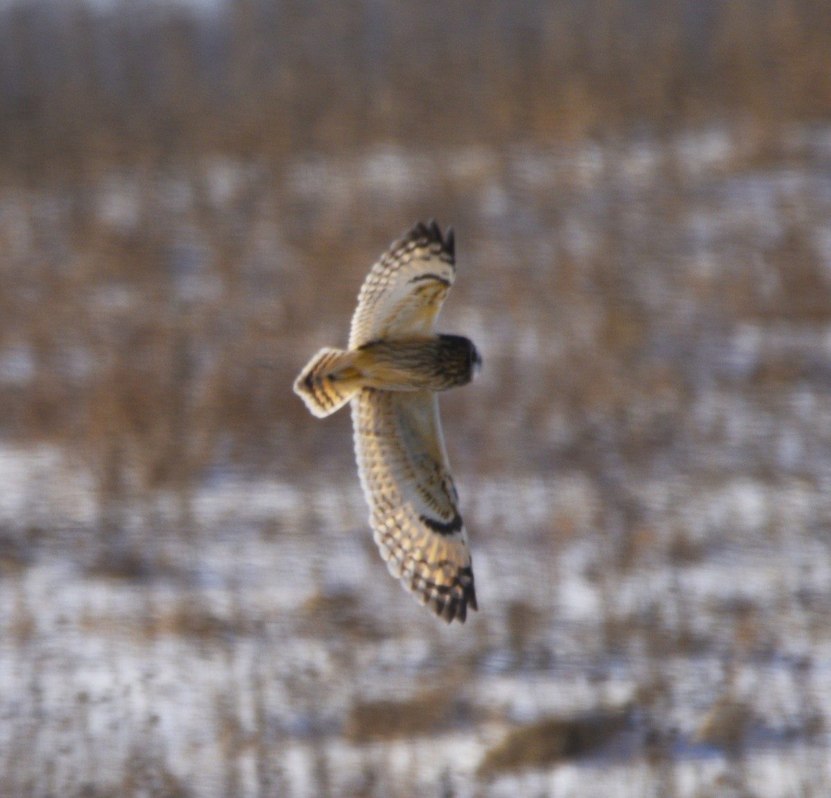 Short-eared Owl - Mike Ellery