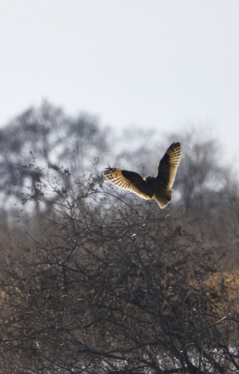 Short-eared Owl - Mike Ellery