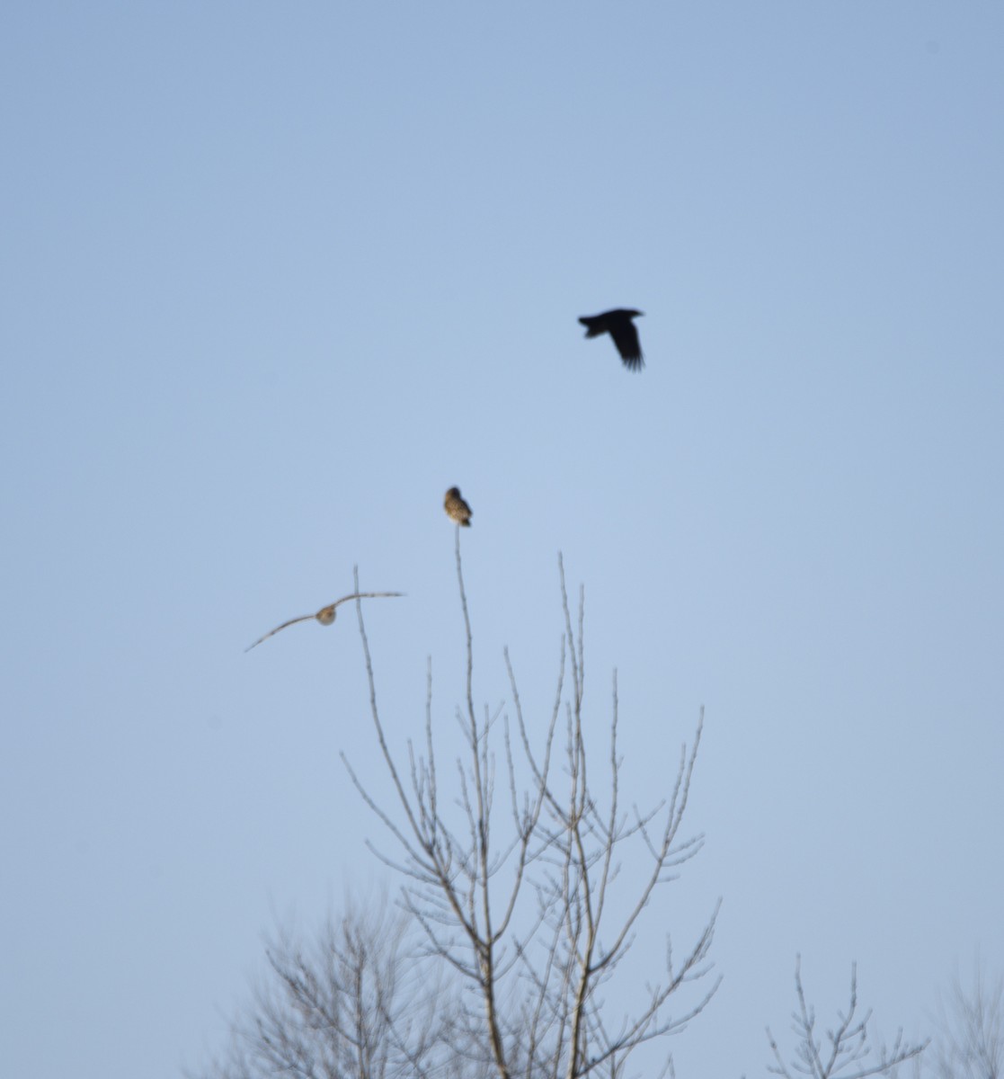 Short-eared Owl - Mike Ellery