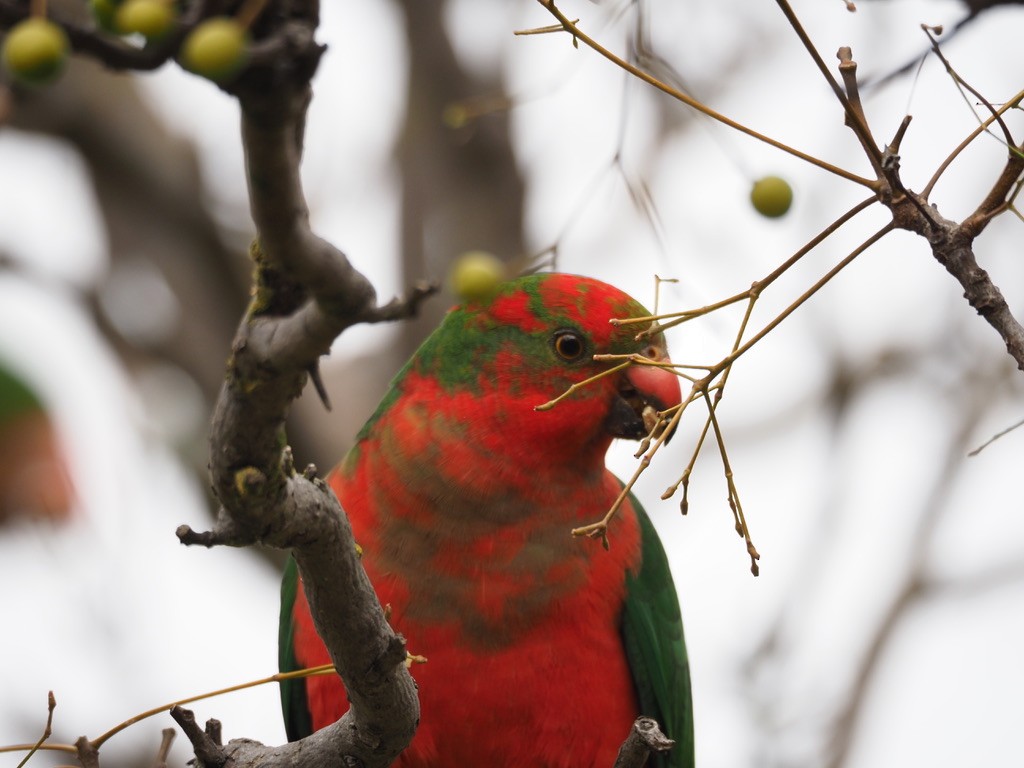 Australian King-Parrot - ML540174761