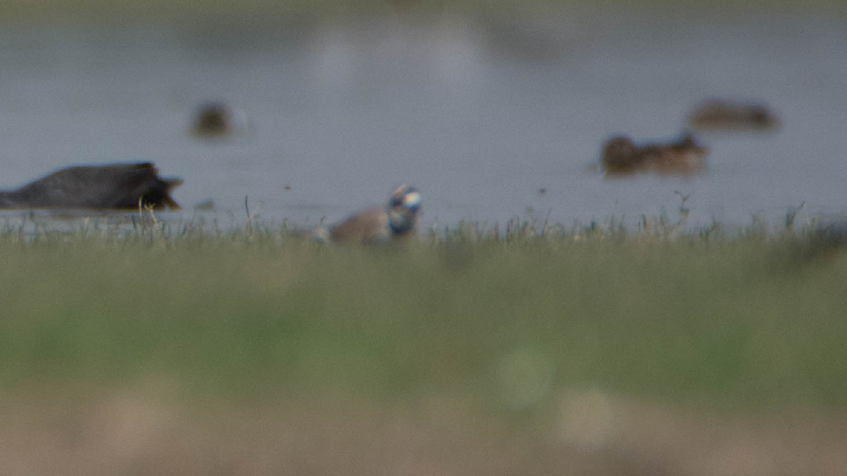 Little Ringed Plover - ML540175441