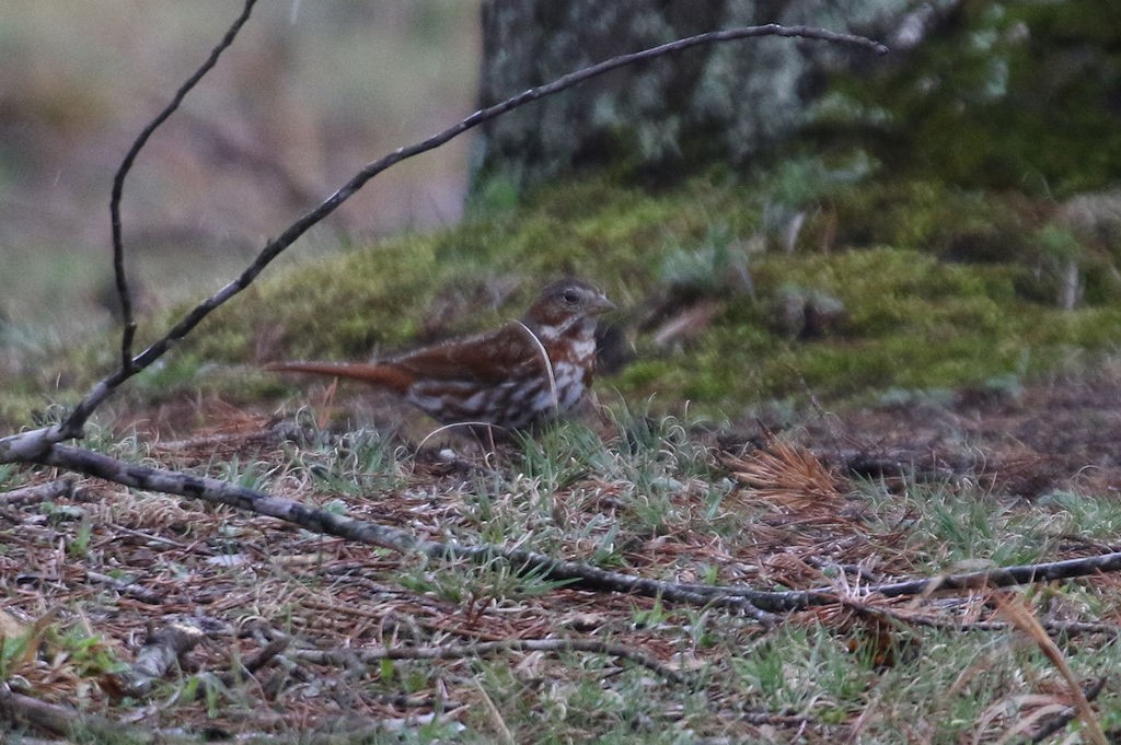 Fox Sparrow - William Hull