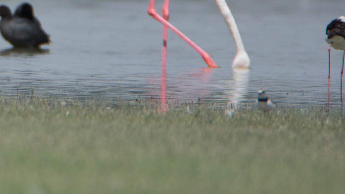 Little Ringed Plover - ML540175971