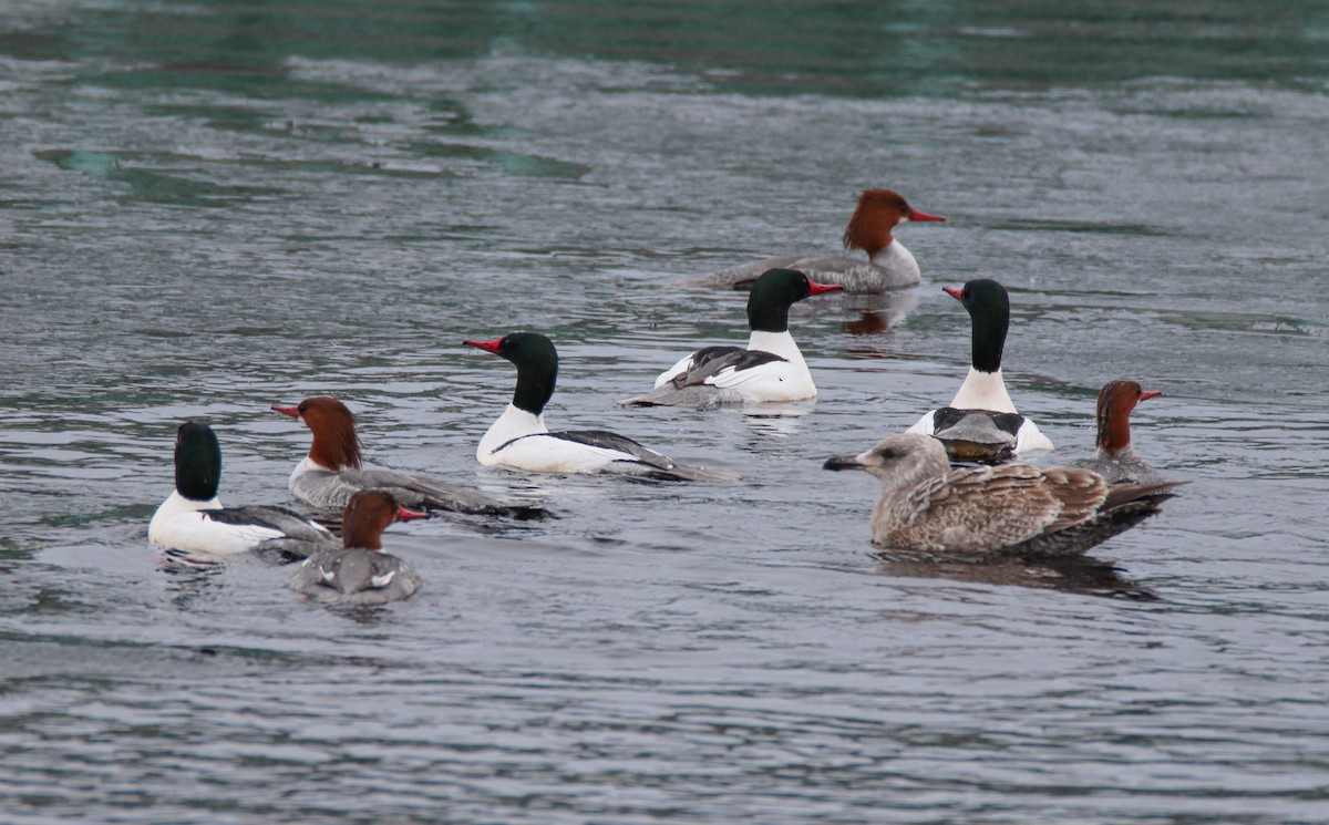 Common Merganser - Zachary Holderby