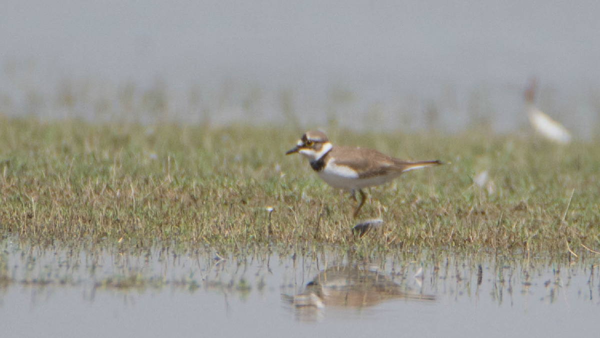 Little Ringed Plover - ML540176441