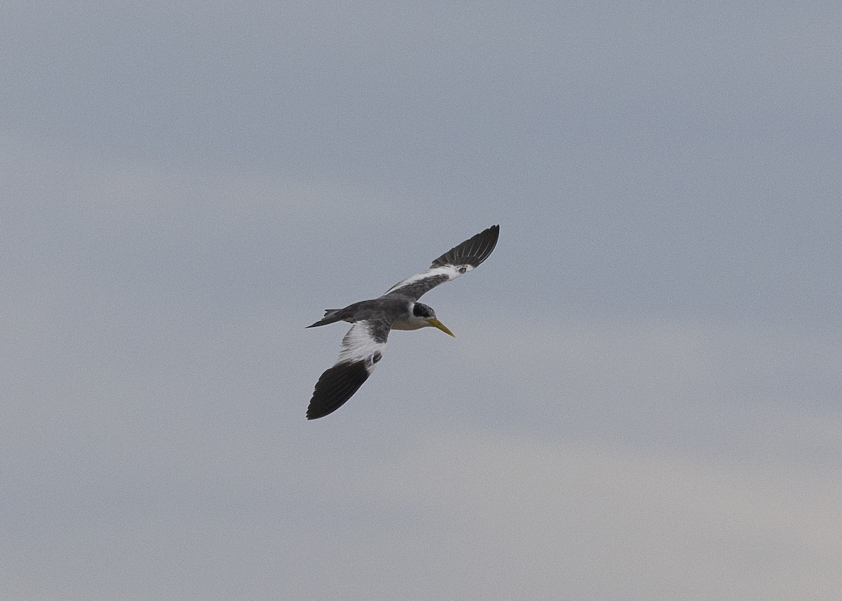 Large-billed Tern - Silvia Faustino Linhares