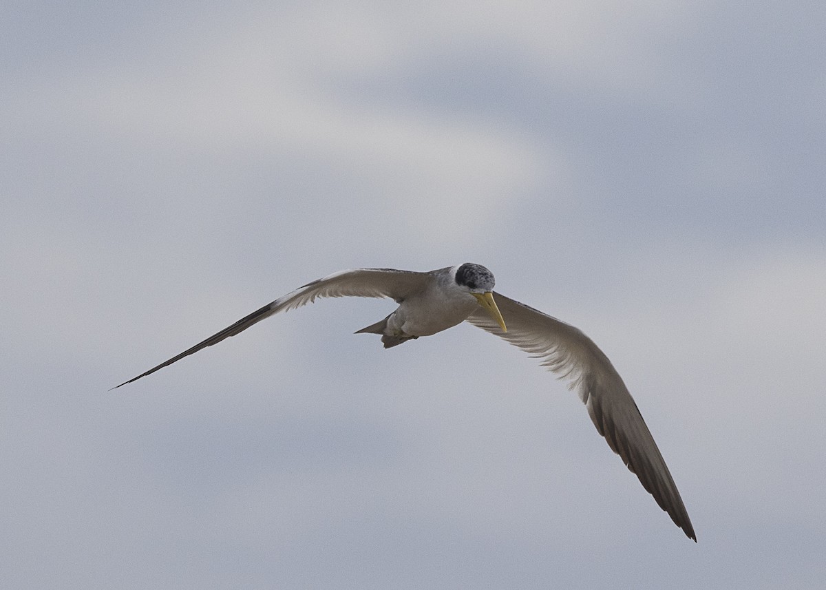 Large-billed Tern - Silvia Faustino Linhares