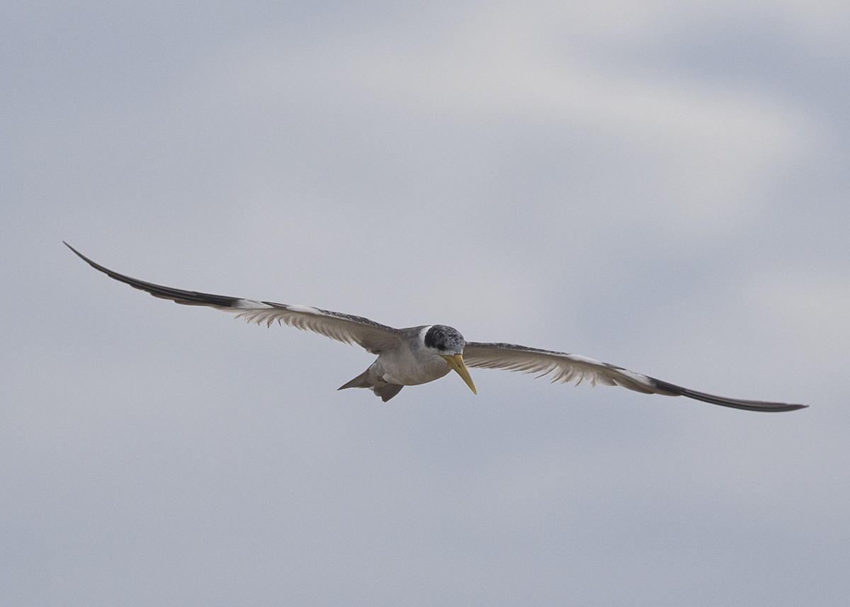 Large-billed Tern - ML540177361