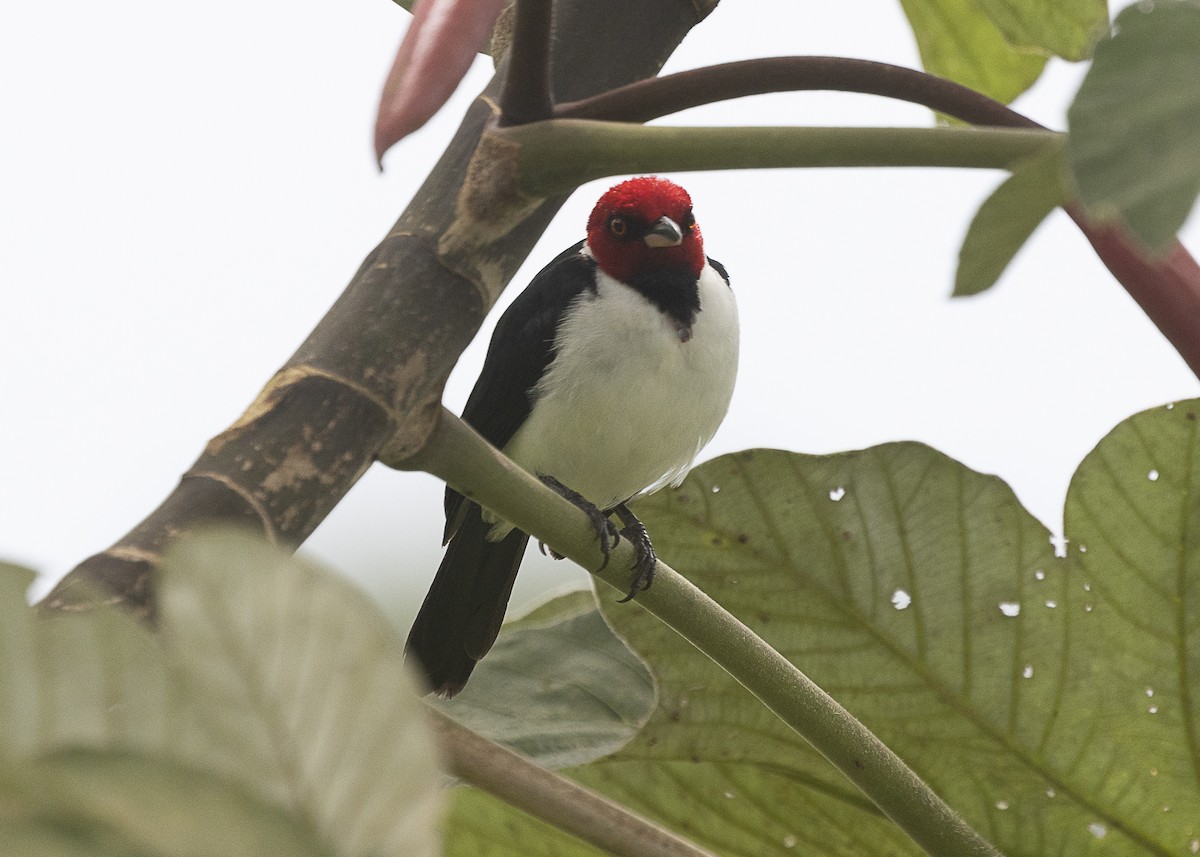 Red-capped Cardinal (Red-capped) - Silvia Faustino Linhares