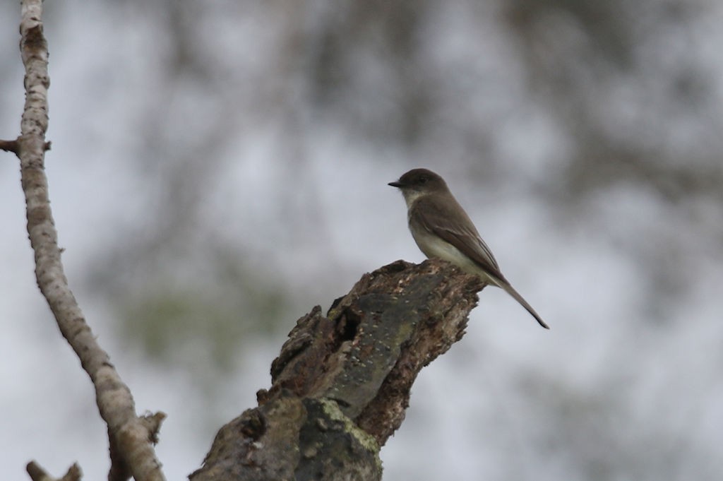 Eastern Phoebe - ML54017871