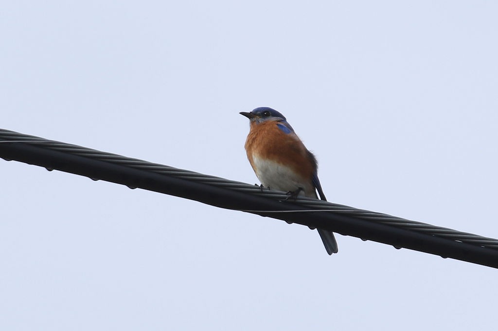 Eastern Bluebird - ML54017921