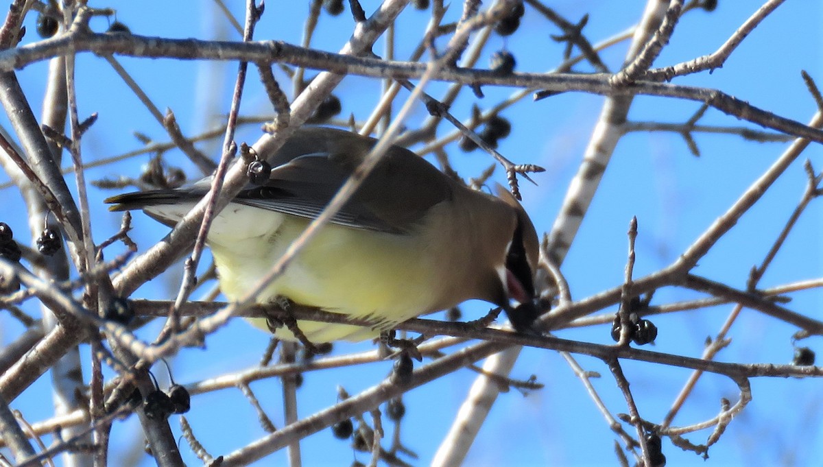 Cedar Waxwing - Janet McCullough