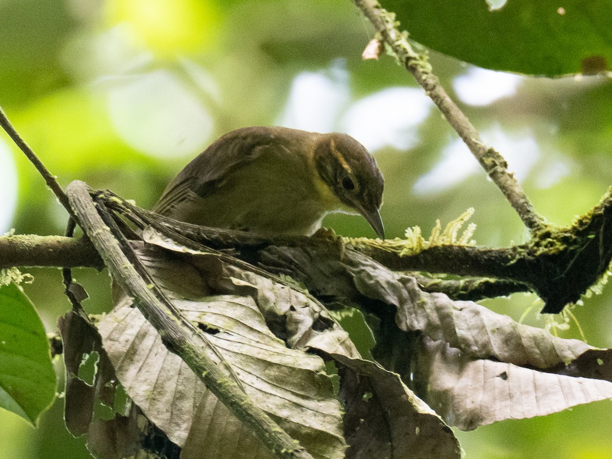 Rufous-rumped Foliage-gleaner - Chris Fischer