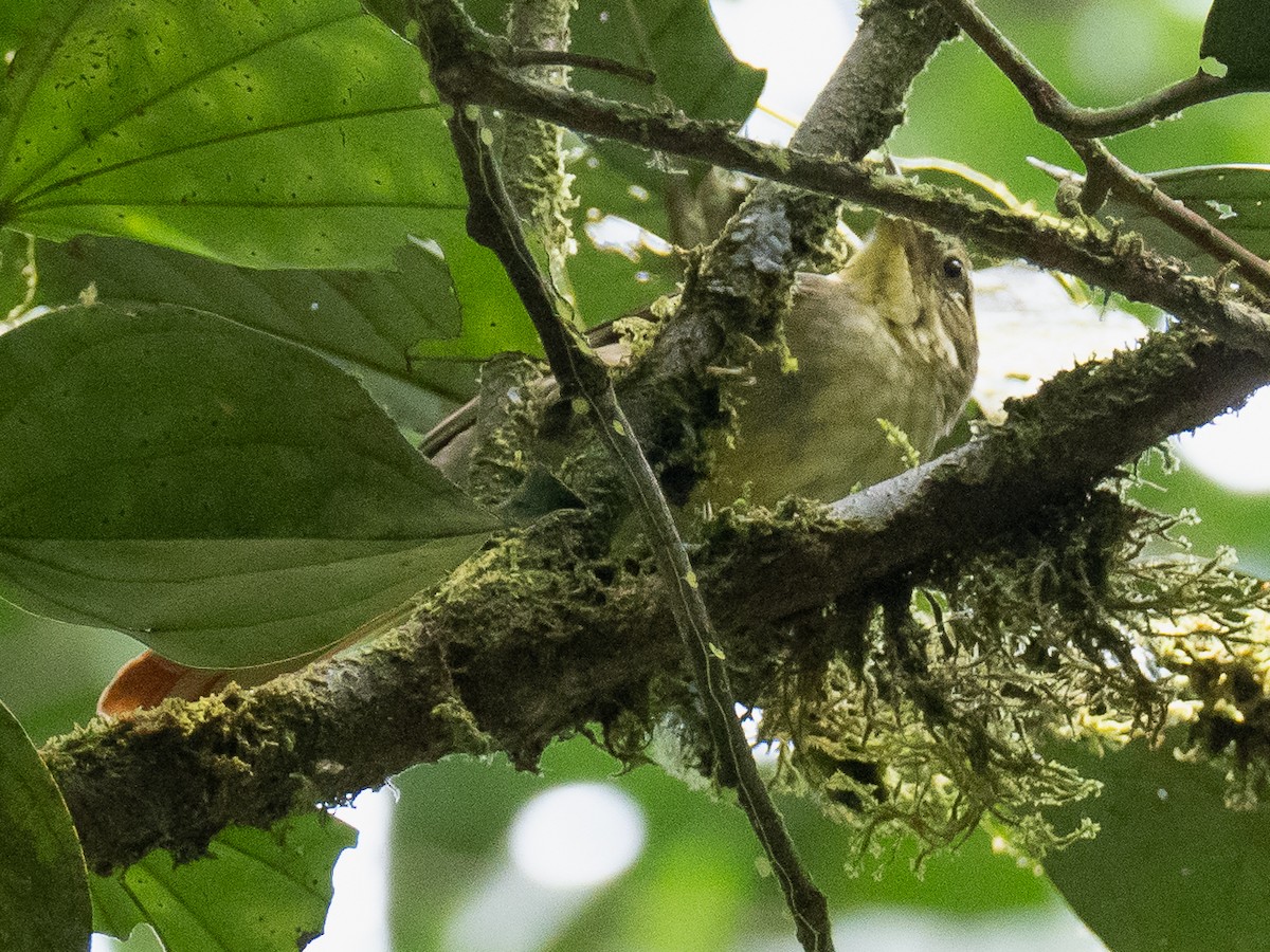 Rufous-tailed Foliage-gleaner - Chris Fischer