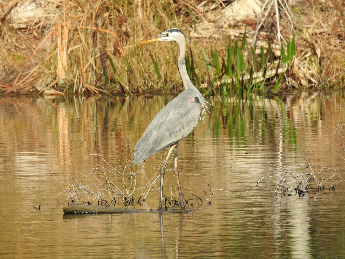 Great Blue Heron - ML540183561