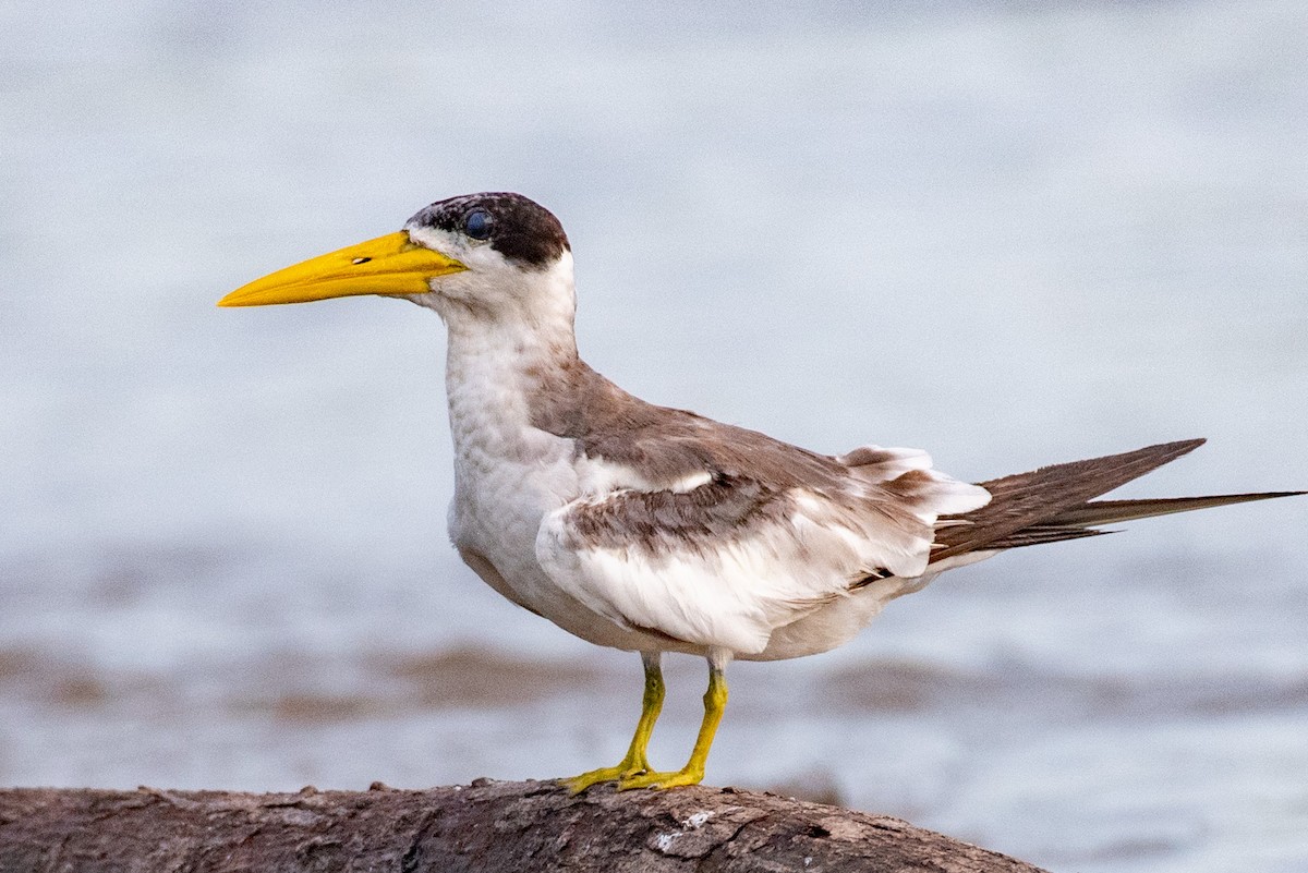 Large-billed Tern - ML540183941