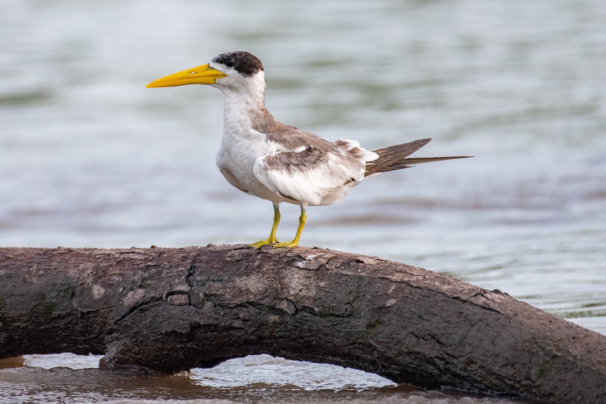 Large-billed Tern - ML540183951