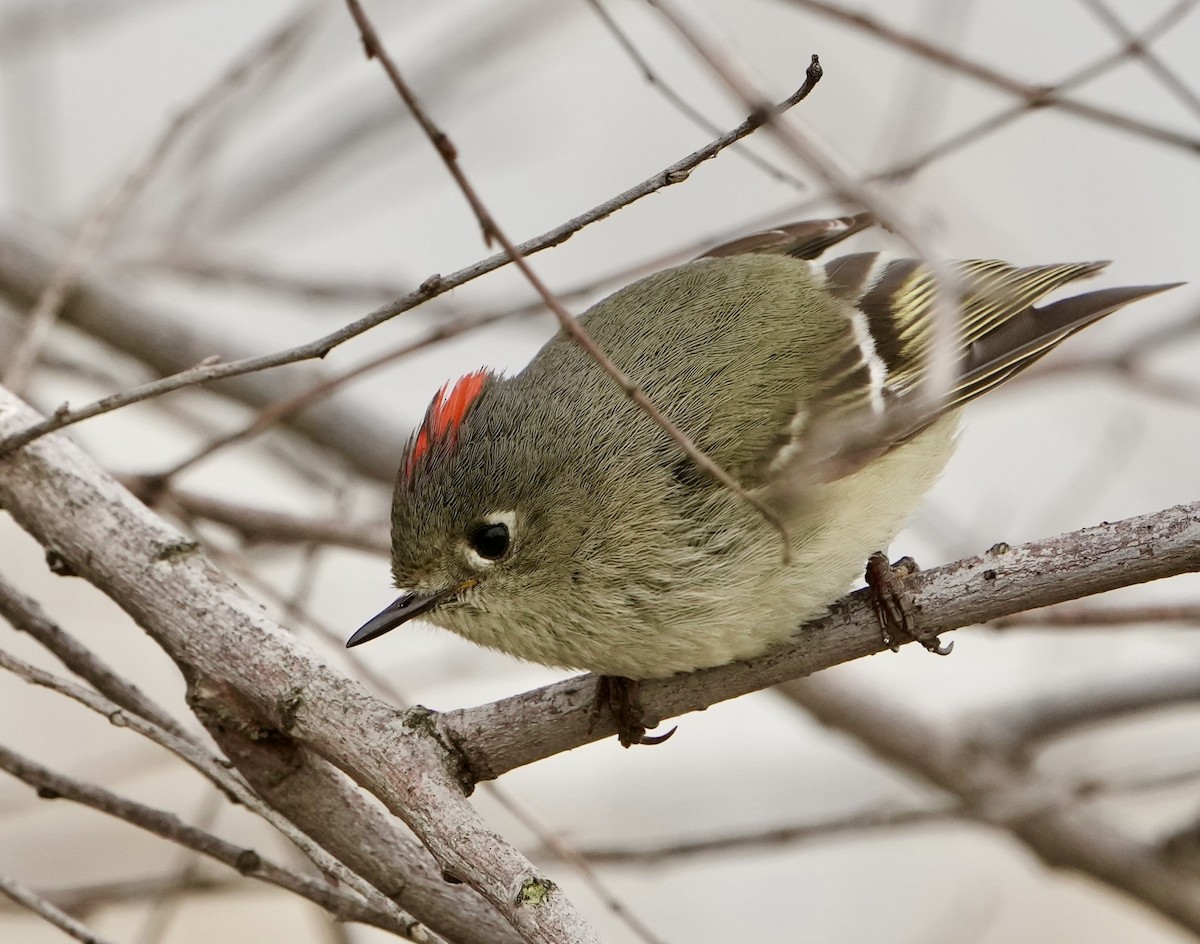 Ruby-crowned Kinglet - ML540186571