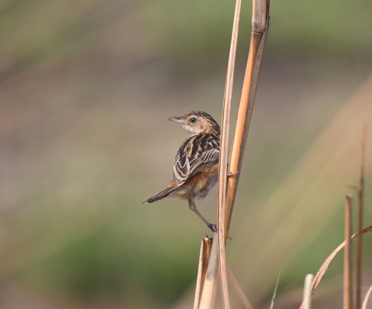 Cloud-scraping Cisticola - Gabriel Jamie