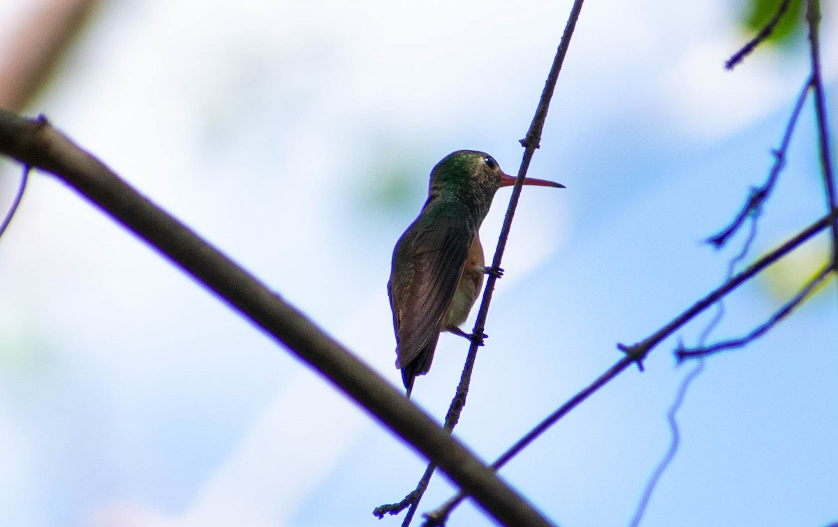 Buff-bellied Hummingbird - ML540188081
