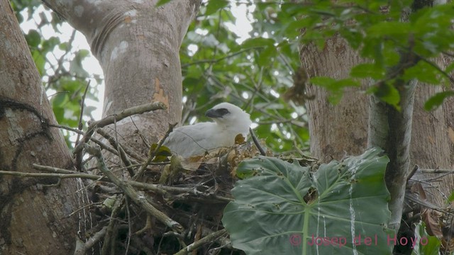 Crested Eagle - ML540189371