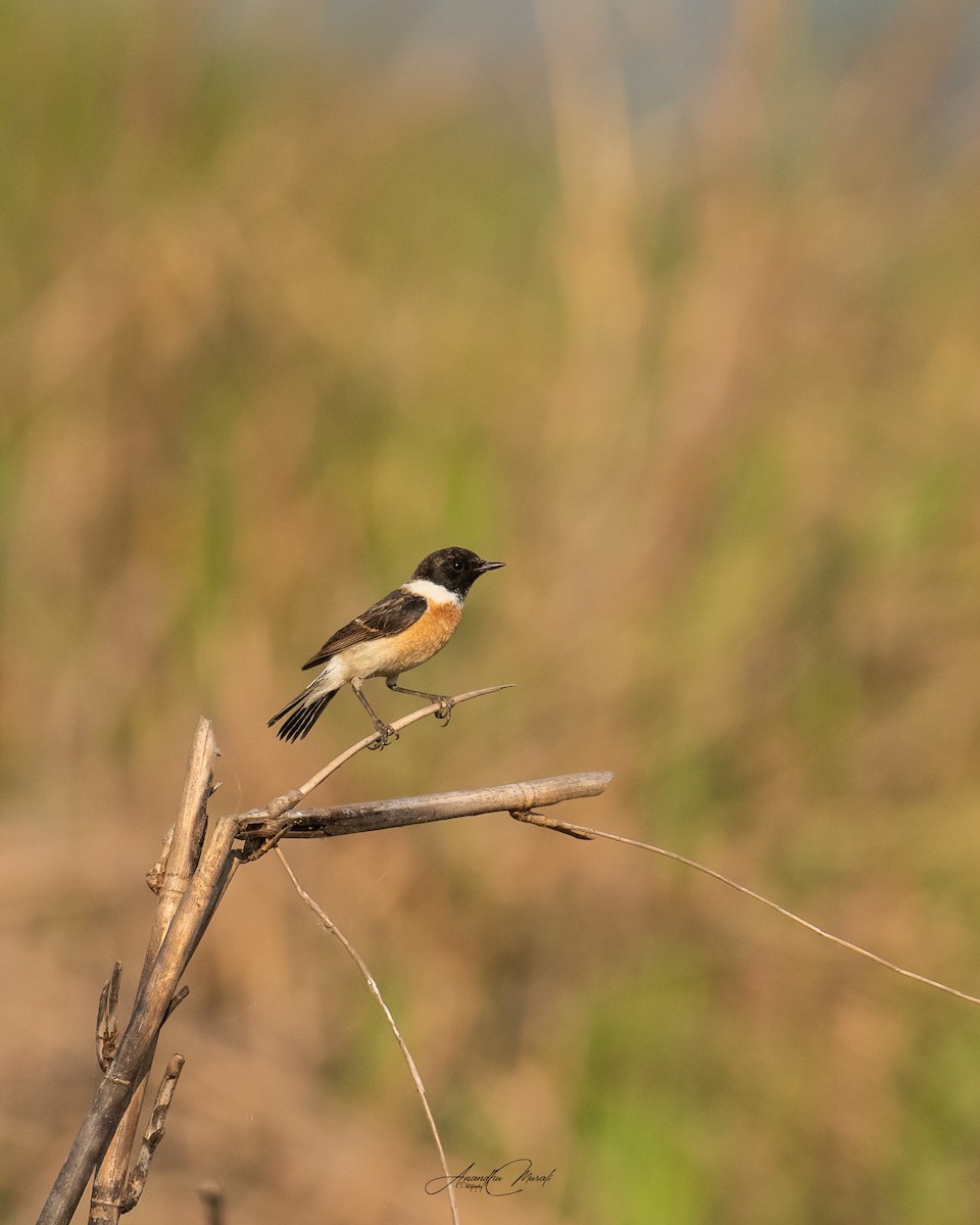 Siberian Stonechat - Anandhu M