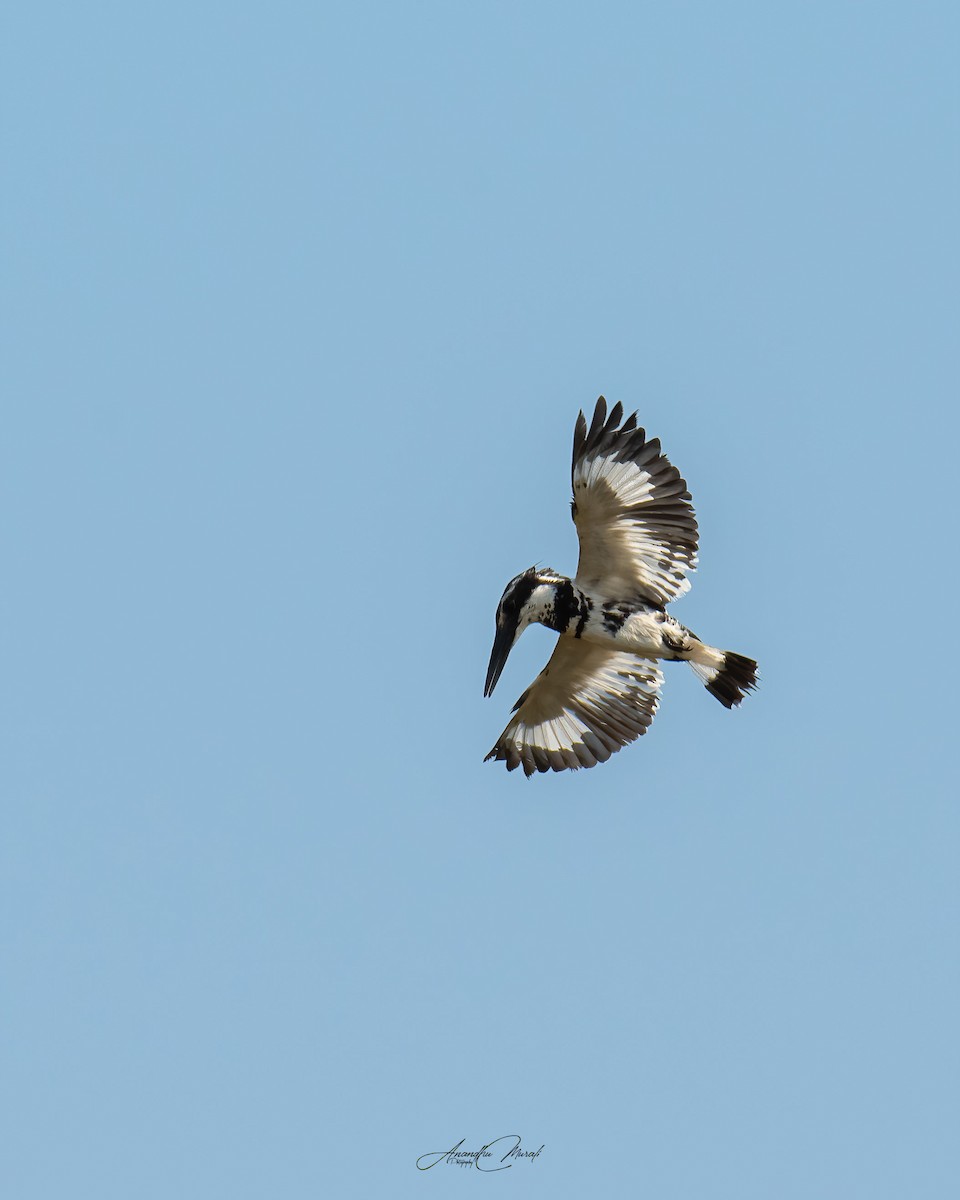 Pied Kingfisher - ML540190191