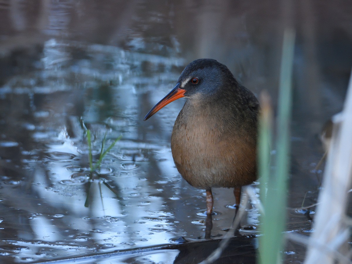 Virginia Rail - Vern Wilkins 🦉