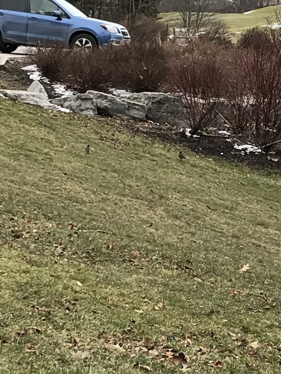 American Robin - ML540190601