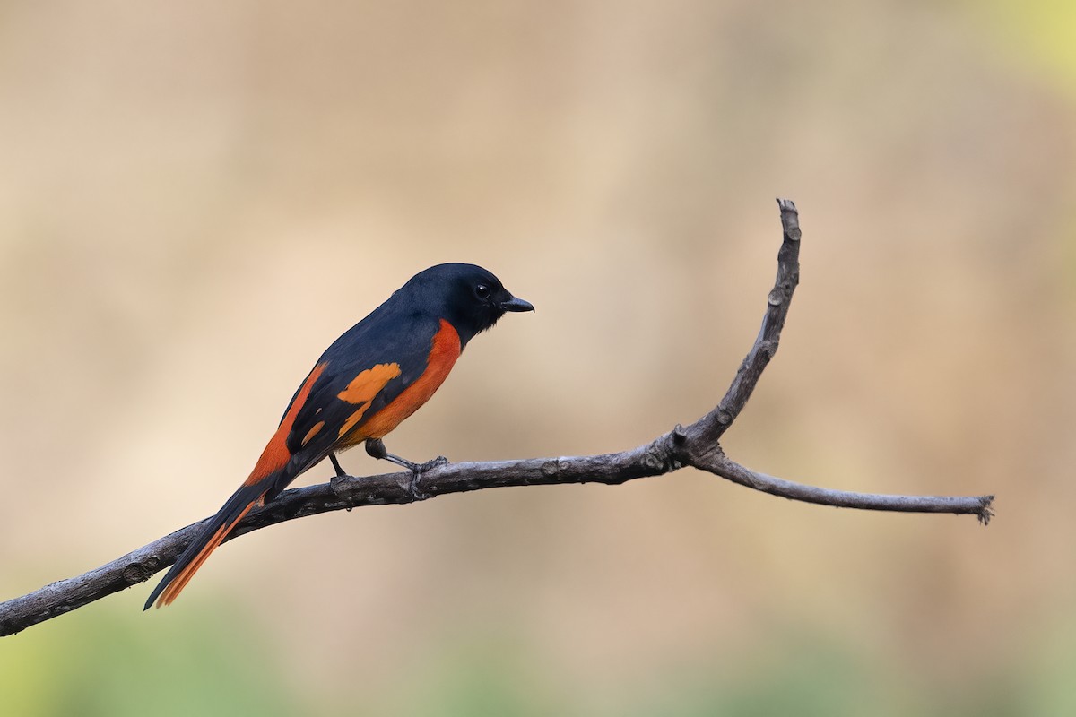 Orange Minivet - ML540190611