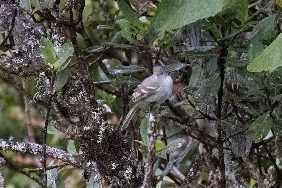 White-crested Elaenia - ML540190691