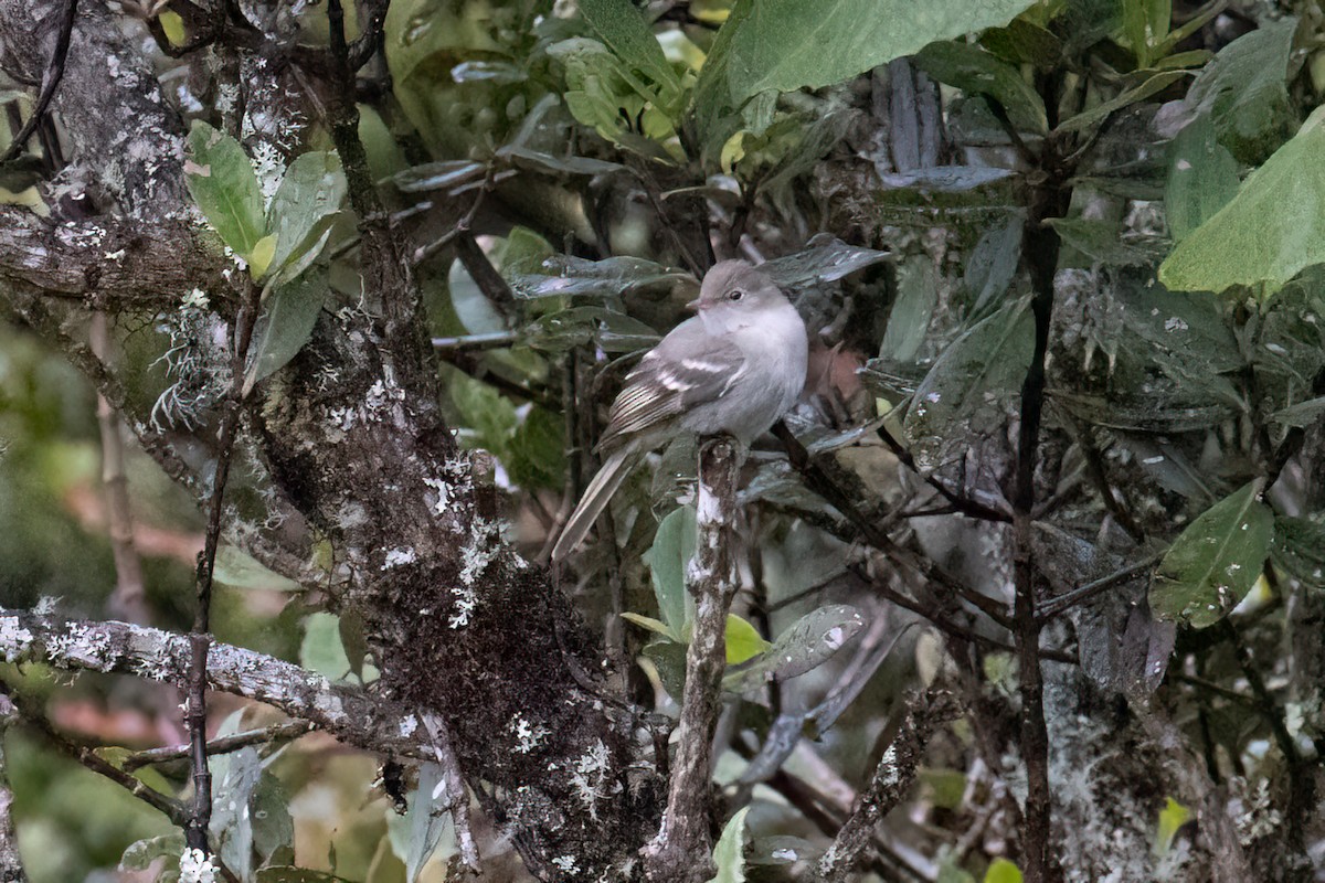 White-crested Elaenia - ML540190701