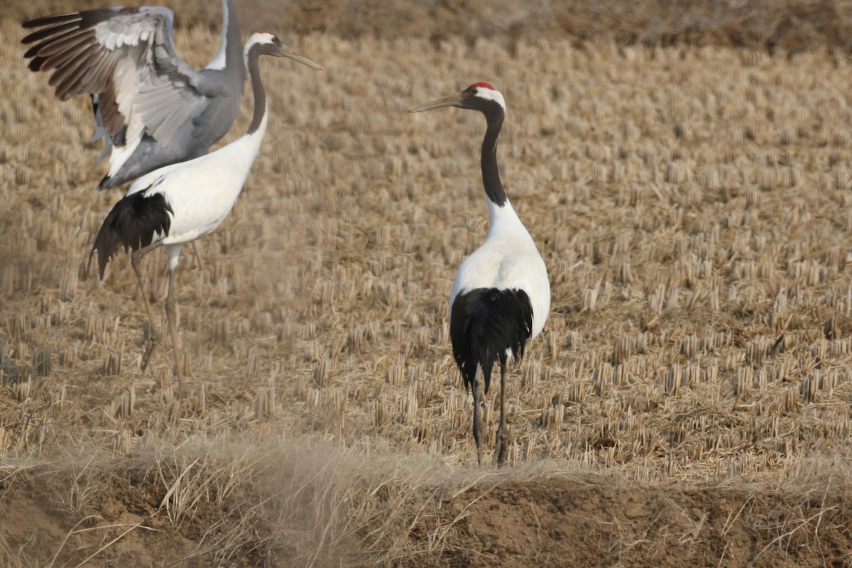 Red-crowned Crane - ML540193241