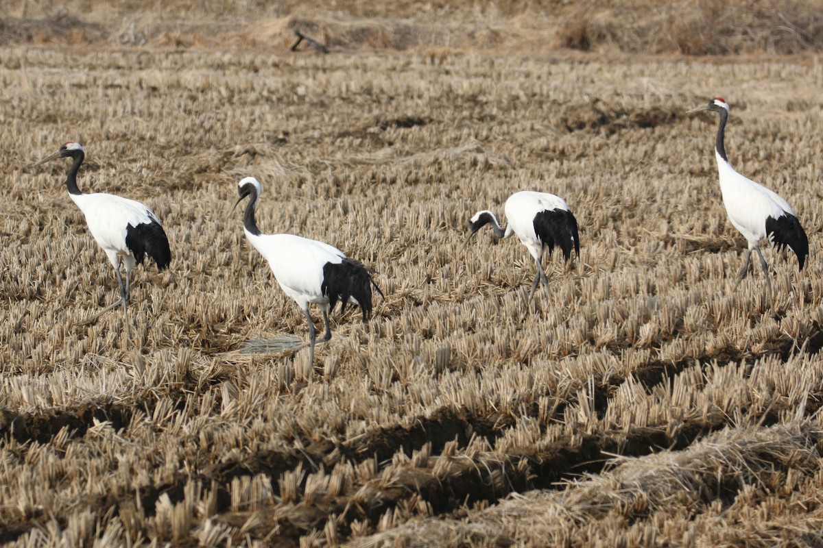 Red-crowned Crane - ML540193271
