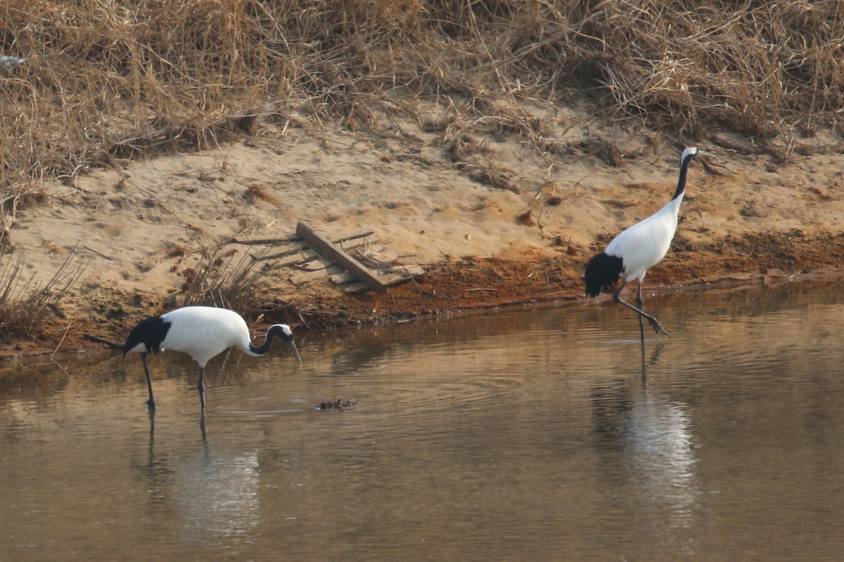 Red-crowned Crane - ML540193291