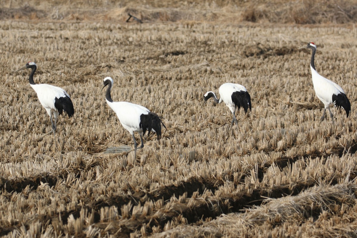 Red-crowned Crane - ML540193311