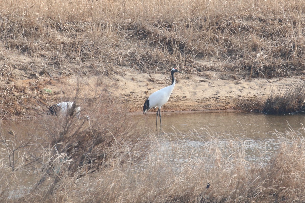 Red-crowned Crane - ML540193351